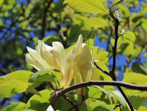 White magnolia flowers and fresh green leaves in the spring sunshine
