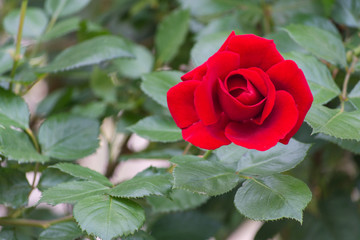 Rosa rossa. Single red rose