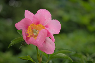 Paeonia Hybride Freileight