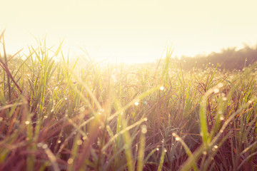 grass fields and sunrise