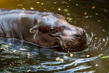 Pygmy Hippo, small hippopotamus