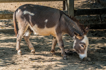 Donkey