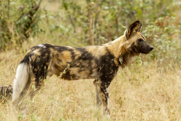 wild dog