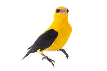 Eurasian Golden Oriole (Oriolus oriolus)