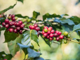 ripe coffee beans on the farm