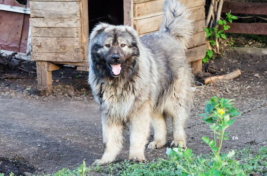 Caucasian shepherd dog near the kennel in the courtyard of the village house / Photo taken in Russia, in the countryside