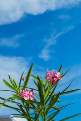 Pink Nerium oleander L. flower with a bright blue sky.