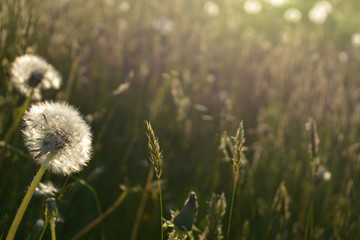 beautiful evening summer (spring) natural landscape: field with white dandelion flowers, wildflowers, nature