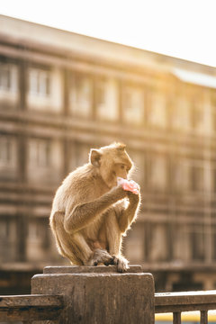 Little monkey and the ffood