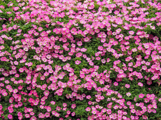 beautiful flowers, decorative hand craft