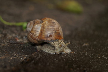 snail