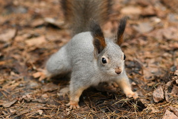squirrel in the park