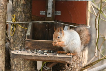 squirrel in the Kuskovo, Moscow, Russia