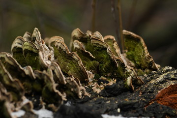 mushrooms on the sawn wood