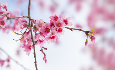 pink sakura flowers, beautiful Cherry Blossom in nature .