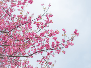 pink sakura flowers, beautiful Cherry Blossom in nature .