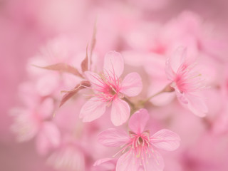 pink sakura flowers, beautiful Cherry Blossom in nature .