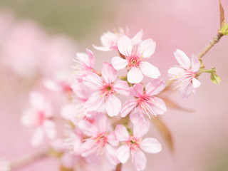 pink sakura flowers, beautiful Cherry Blossom in nature .