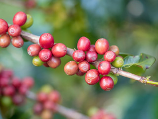 ripe coffee beans on the farm