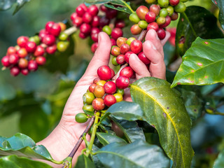 ripe coffee beans on the farm