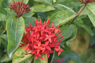 red flowers and green leaves in front of white Ujjayanta Palace in Agartala Tripura