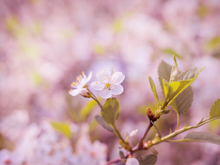 background of a flowering tree, white flowers tinted
