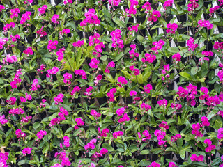 Fototapeta premium beautiful artificial flowers, decorative hand craft