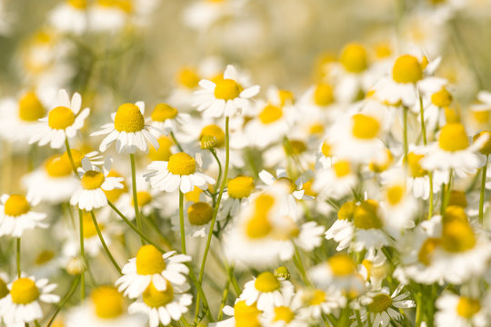 Group of chamomilla flowers © Jiri Dolezal