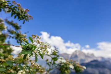 Fototapeta premium White flowers on mountains background in Alps