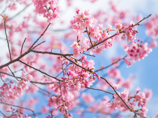 pink sakura flowers, beautiful Cherry Blossom in nature .
