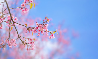 pink sakura flowers, beautiful Cherry Blossom in nature .