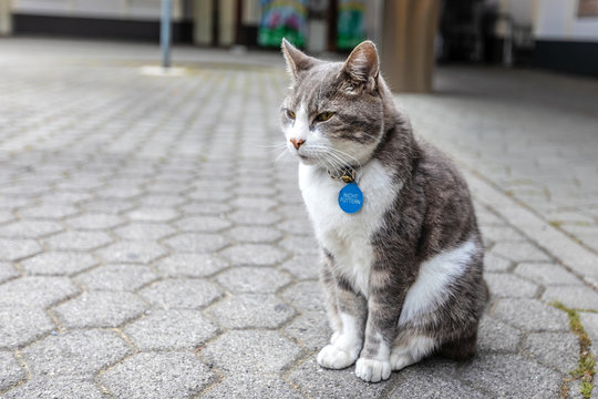 A Fluffy Cat With Collar Sits On The Street