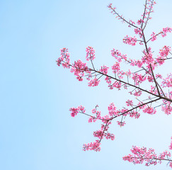 pink sakura flowers, beautiful Cherry Blossom in nature .