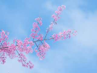 pink sakura flowers, beautiful Cherry Blossom in nature .