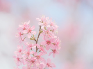 pink sakura flowers, beautiful Cherry Blossom in nature .