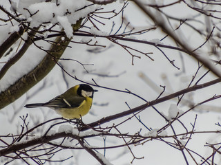 Titmouse bird