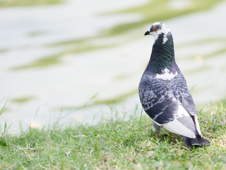 close up shot on pigeon , bird of peace, on the park