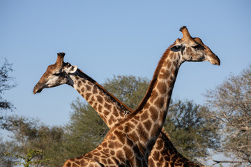 Knights of savanna