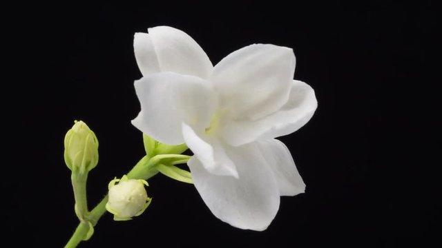 Time lapse of white Jasmine flowers opening on black background