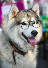 Siberian Husky wears glasses sitting on a white chair.