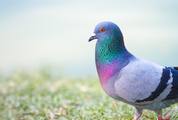 close up shot on pigeon , bird of peace, on the park
