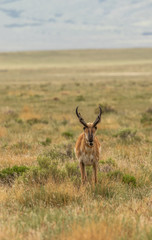 Naklejka na ściany i meble Pronghorn Antelope Buck