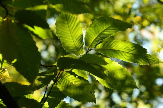chestnut tree leaves in a forest