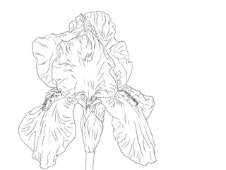 Hand drawn, Bearded Iris, line art