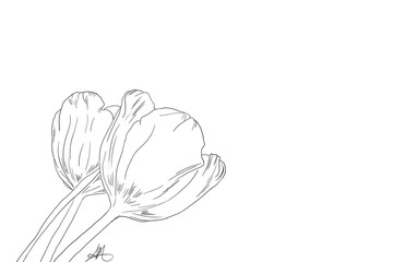 Hand drawn, Tulips, line art