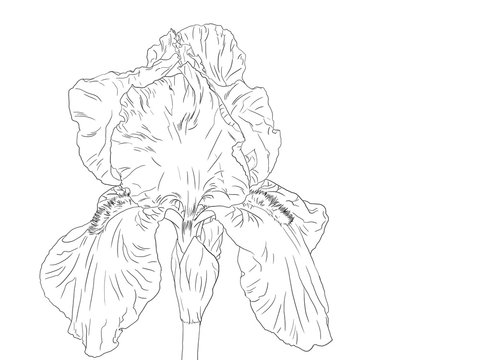 Hand drawn, Bearded Iris, line art