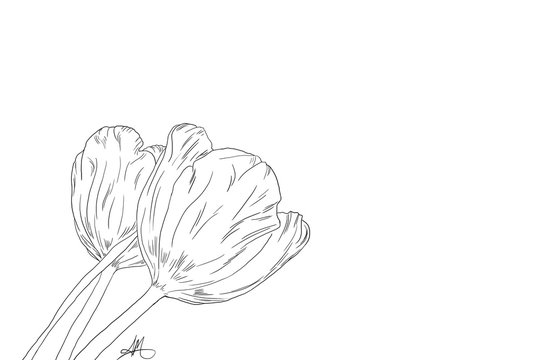 Hand drawn, Tulips, line art
