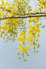 Cassia fistula