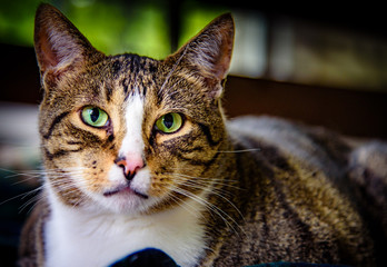 Up close with Ferris the kitten.