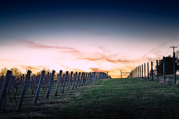 Vineyard sunset is all quiet at twilight.